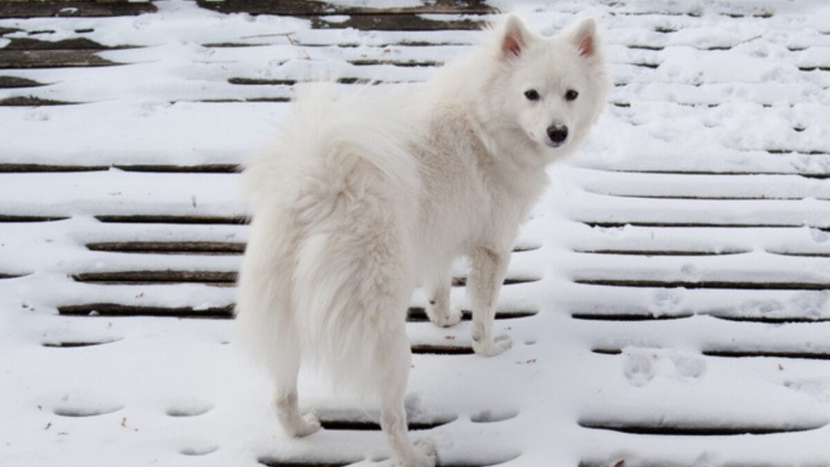 15 Dog Breeds That Love Snow More Than You Do 11 15 Dog Breeds That Love Snow More Than You Do - american eskimo alert dp261280122