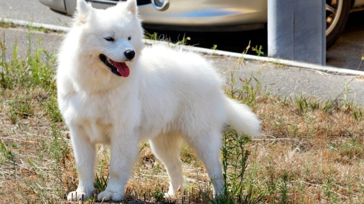 10 Facts About American Eskimo Dogs That Surprise People 11 10 Facts About American Eskimo Dogs That Surprise People - american eskimo canine dp406409996