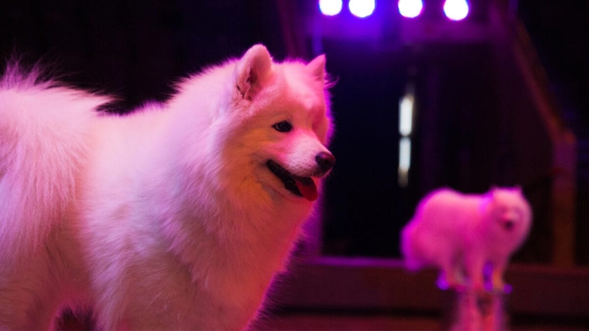 10 Facts About American Eskimo Dogs That Surprise People 3 10 Facts About American Eskimo Dogs That Surprise People - american eskimo dog circus dp199070670