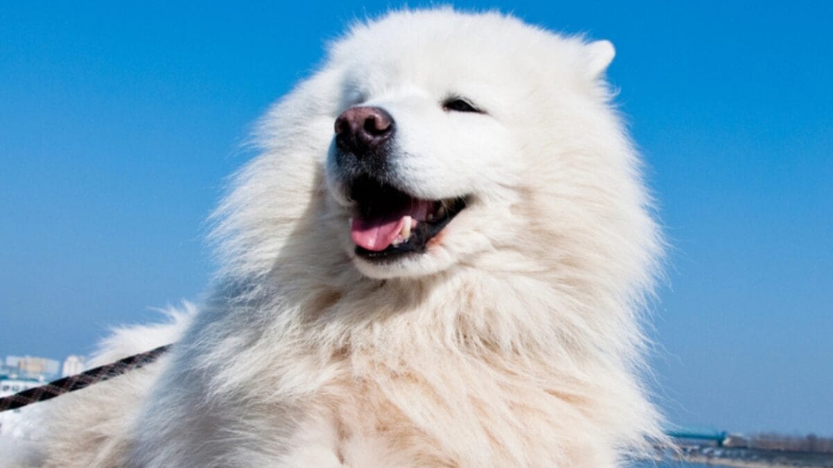 10 Facts About American Eskimo Dogs That Surprise People 5 10 Facts About American Eskimo Dogs That Surprise People - american eskimo dog coat dp5568408