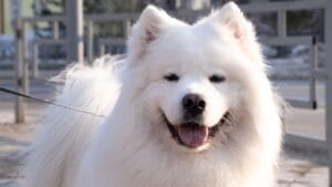 10 Facts About American Eskimo Dogs That Surprise People 1 10 Facts About American Eskimo Dogs That Surprise People - american eskimo dog dp374750260