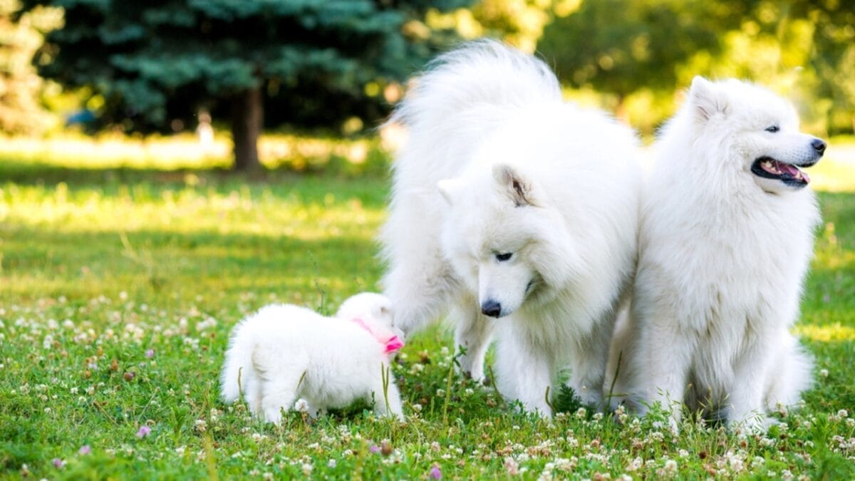 10 Facts About American Eskimo Dogs That Surprise People 4 10 Facts About American Eskimo Dogs That Surprise People - american eskimo dog size dp116574764