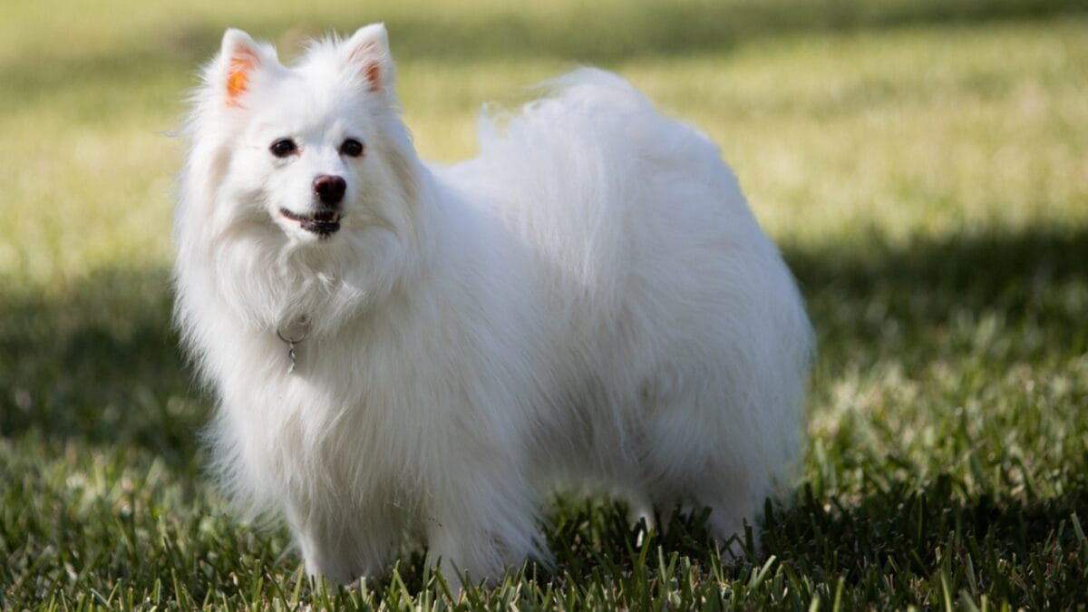 15 Dog Breeds Known for Their Fluffy, Cuddly Puppies - american eskimo dog ss1695527431