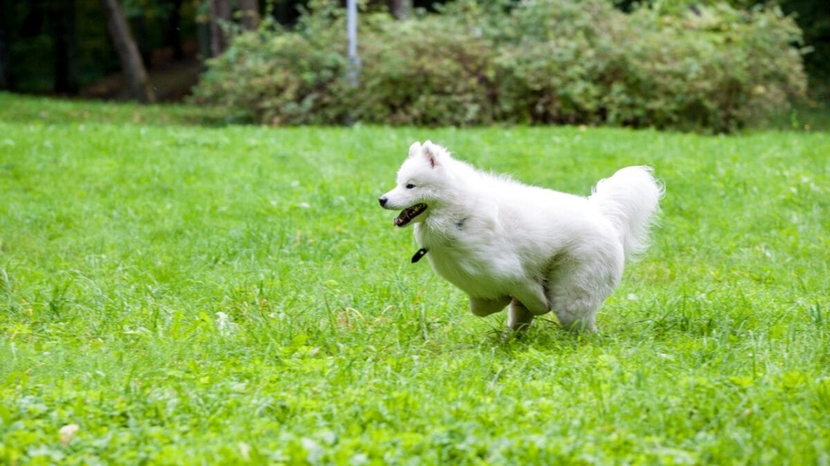 10 Facts About American Eskimo Dogs That Surprise People 6 10 Facts About American Eskimo Dogs That Surprise People - american eskimo playing dp643570142