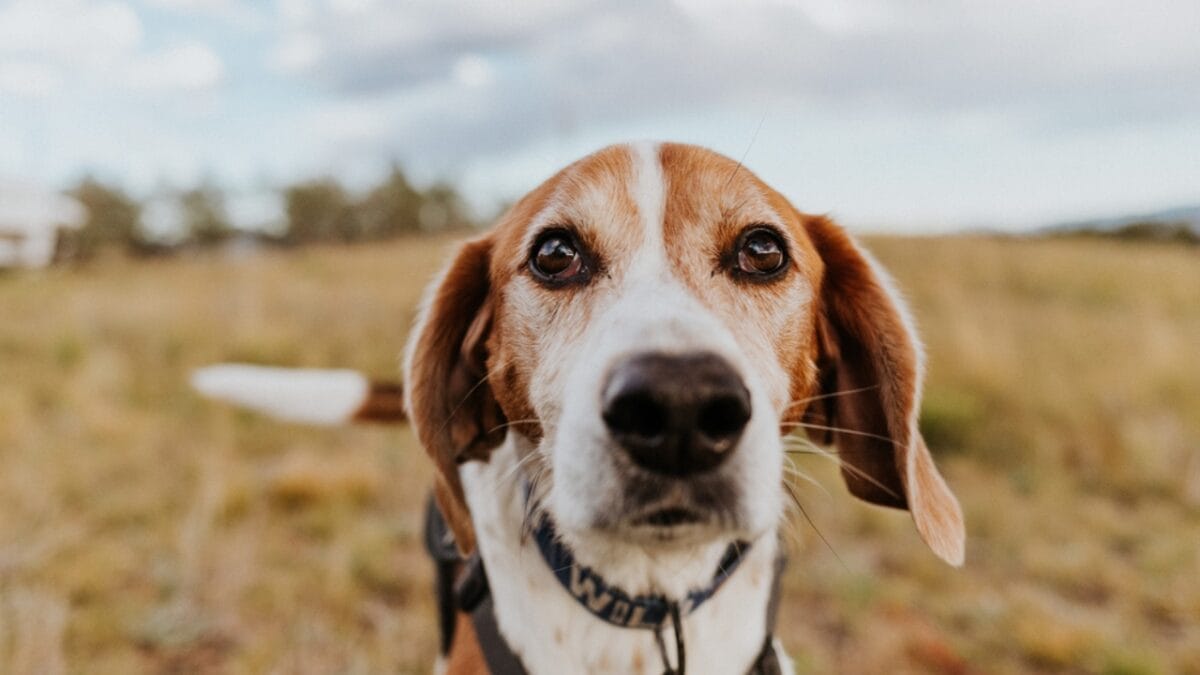 12 Dog Facial Expressions & What They Really Mean 2 12 Dog Facial Expressions & What They Really Mean - american foxhound dog closeup dp650826894