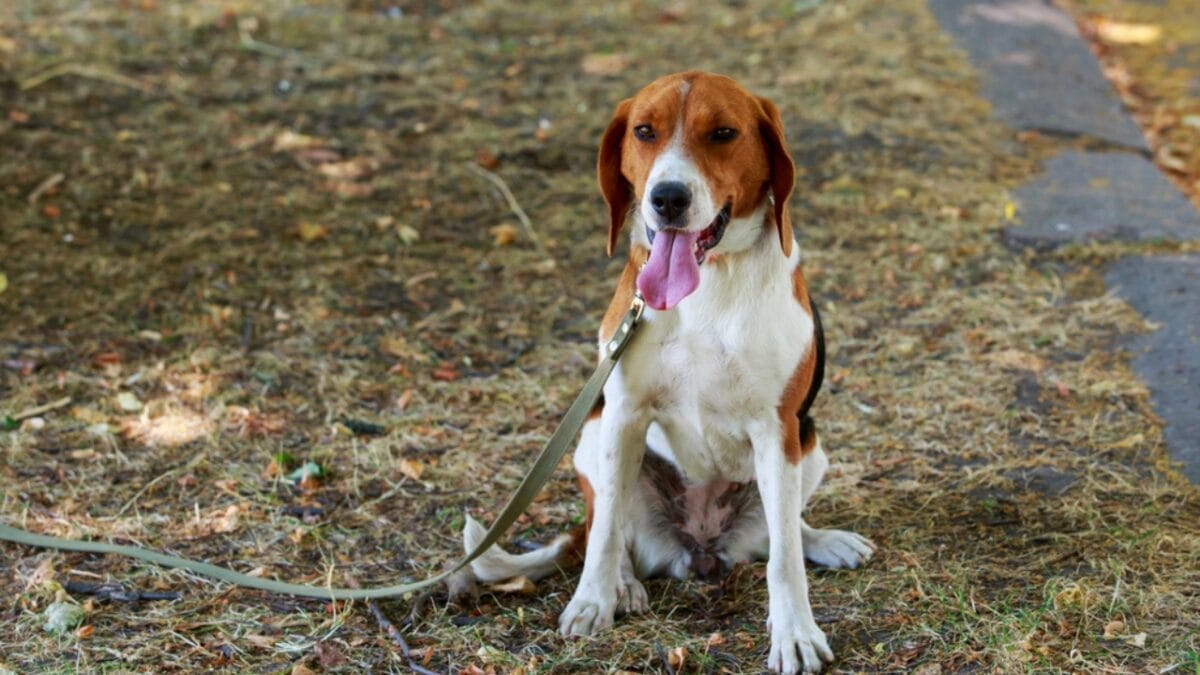 15 Dog Care Mistakes You May Not Realize You’re Making 4 15 Dog Care Mistakes You May Not Realize You’re Making - american foxhound dog leash dp281230562
