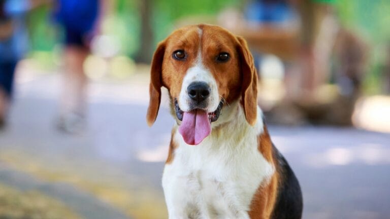 10 Little-Known Facts About American Foxhound Dogs 1 10 Little-Known Facts About American Foxhound Dogs - american foxhound dog portrait dp281230554