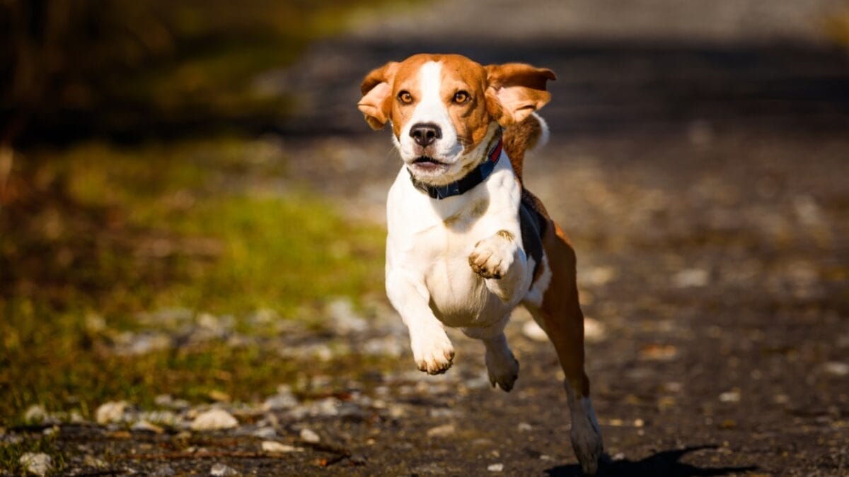 10 Little-Known Facts About American Foxhound Dogs 6 10 Little-Known Facts About American Foxhound Dogs - american foxhound dog running dp350692432
