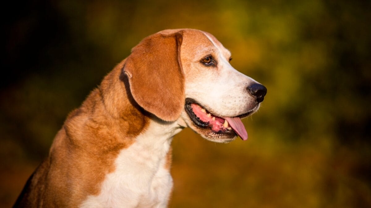 10 Little-Known Facts About American Foxhound Dogs - american foxhound dog side dp336463526