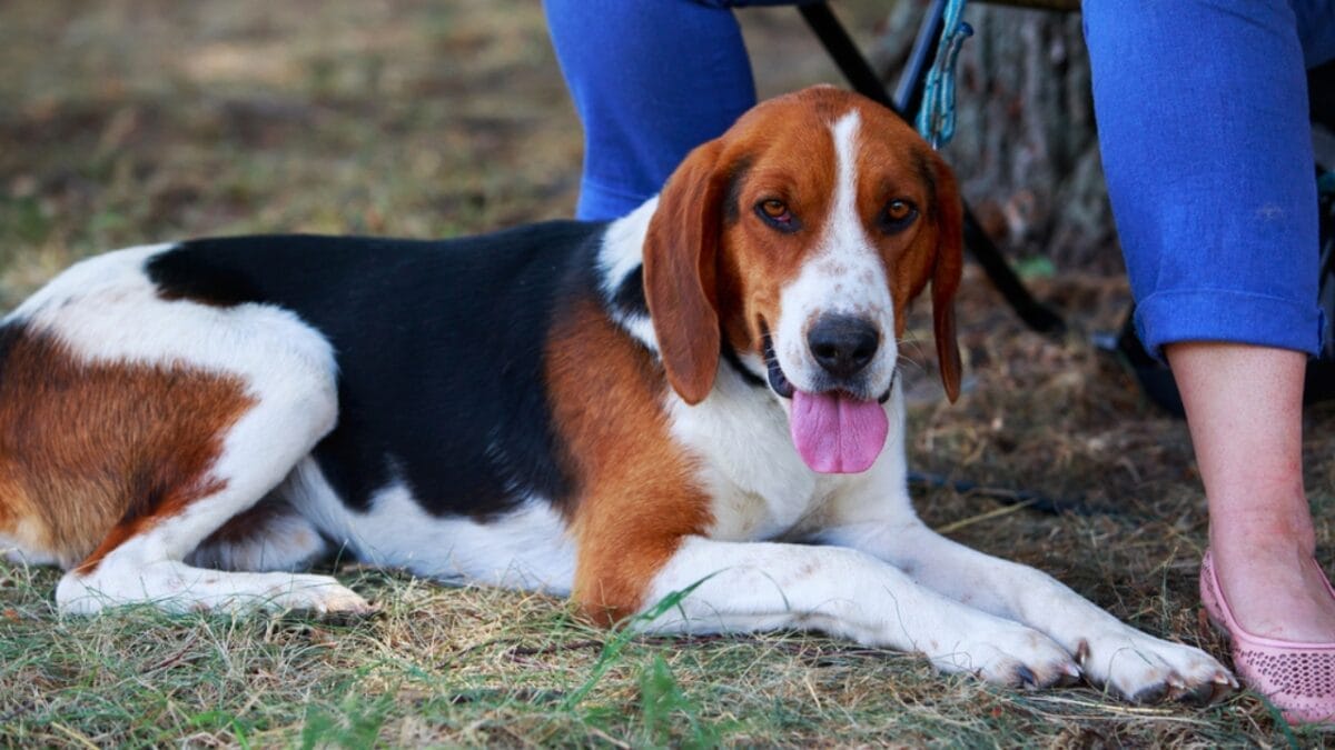 10 Little-Known Facts About American Foxhound Dogs 7 10 Little-Known Facts About American Foxhound Dogs - american foxhound dog sitting dp281352756