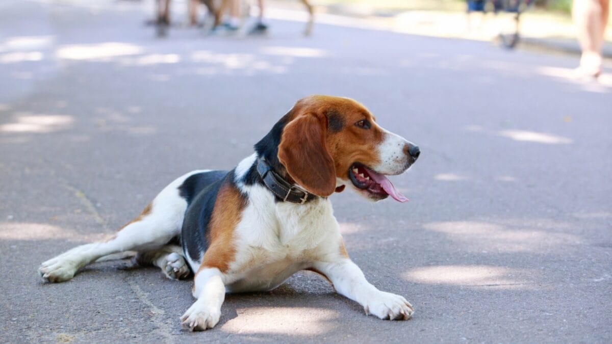 10 Little-Known Facts About American Foxhound Dogs 8 10 Little-Known Facts About American Foxhound Dogs - american foxhound dog sitting park side dp286932864