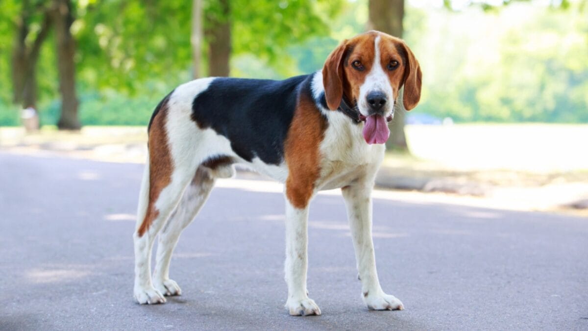 15 American Dog Breeds Born & Bred in the USA: The Underdogs - american foxhound ss1444833299