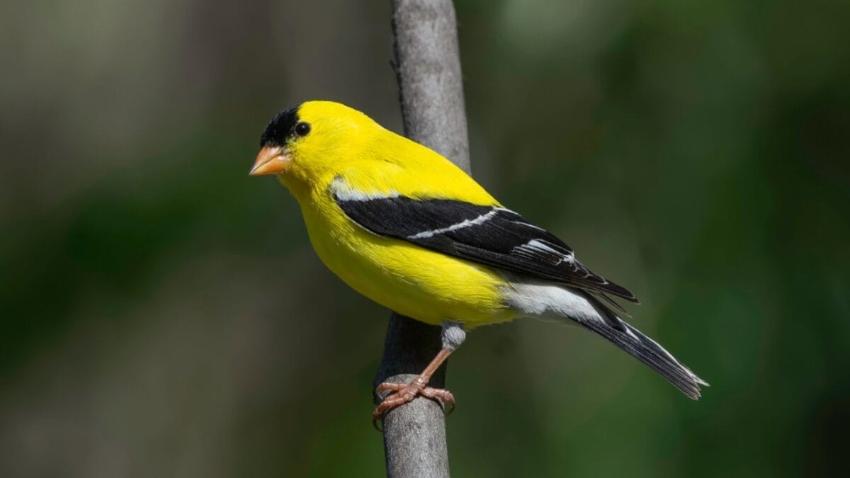 10 Common Birds You See in Your Yard & What They Symbolize - american goldfinch ss1243690462
