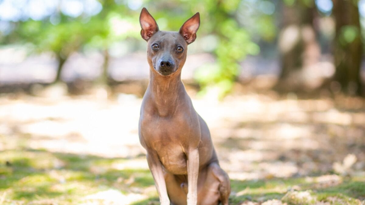 15 American Dog Breeds Born & Bred in the USA: The Underdogs - american hairless terrier ss1444444925