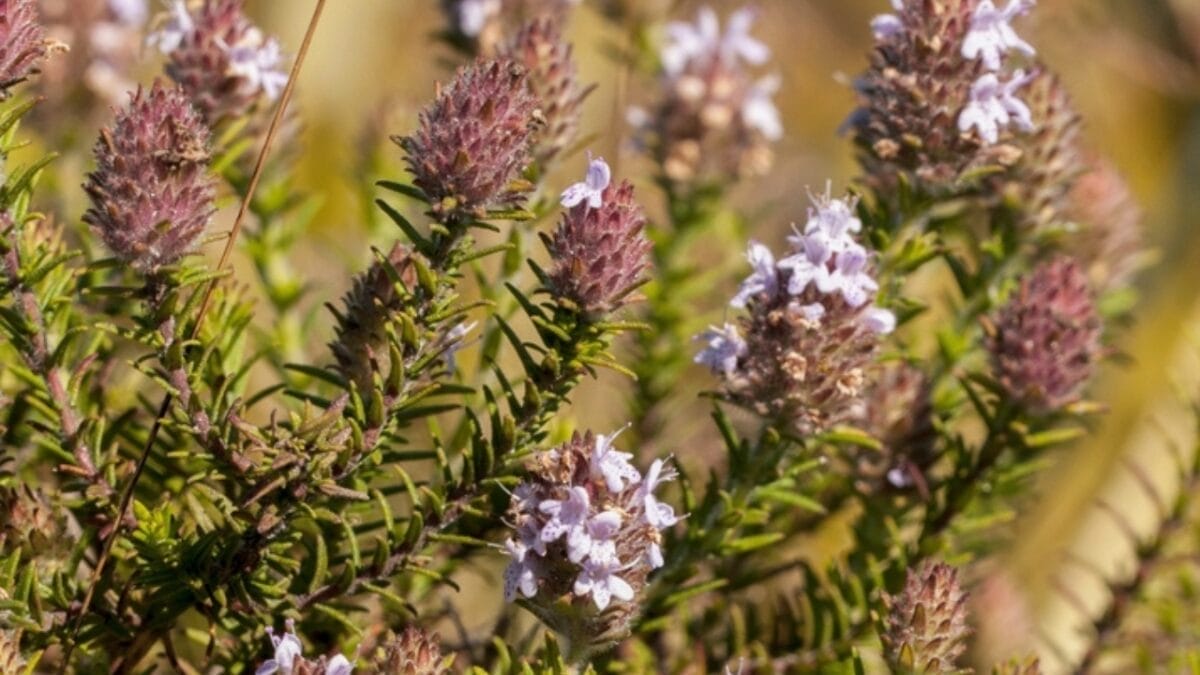 Keep Wasps Away with This Strong Smelling Plant in Your Garden 5 Keep Wasps Away with This Strong Smelling Plant in Your Garden - american pennyroyal flower ss2257096323