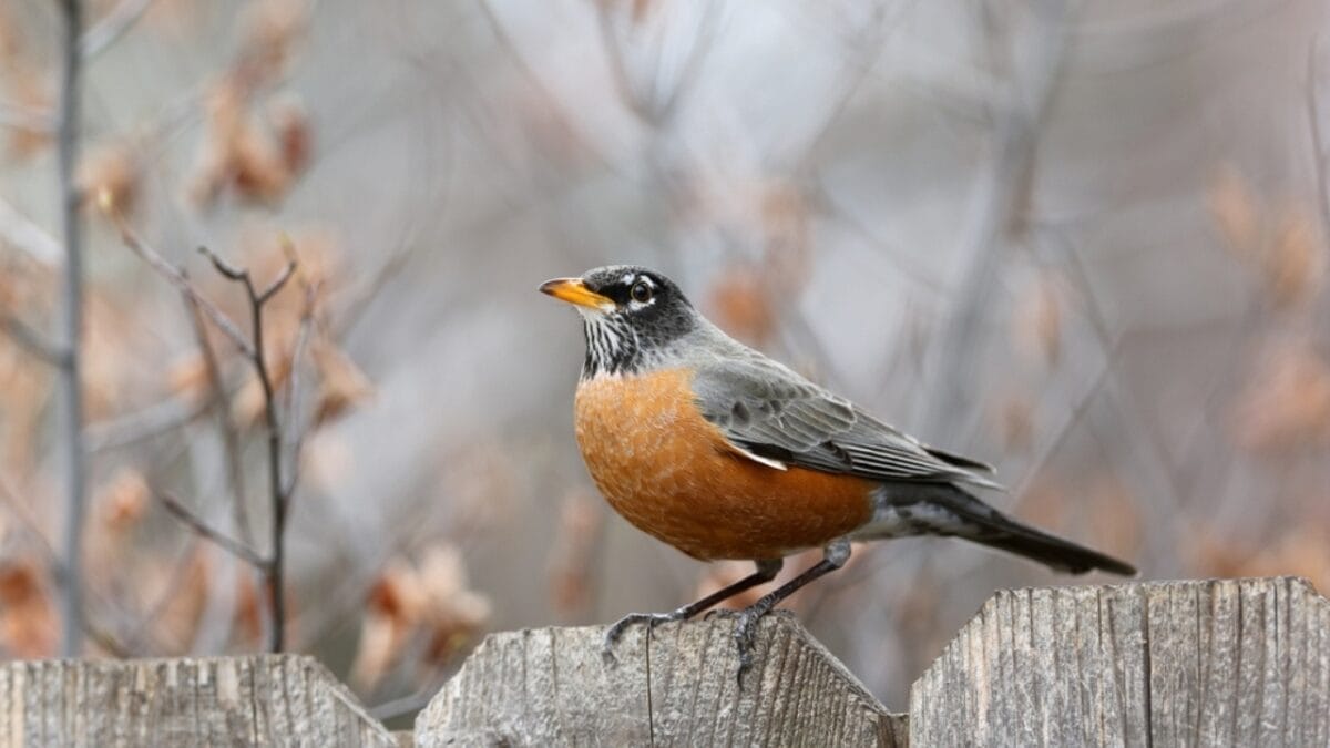 10 Common Birds You See in Your Yard & What They Symbolize - american robin ss2055024452