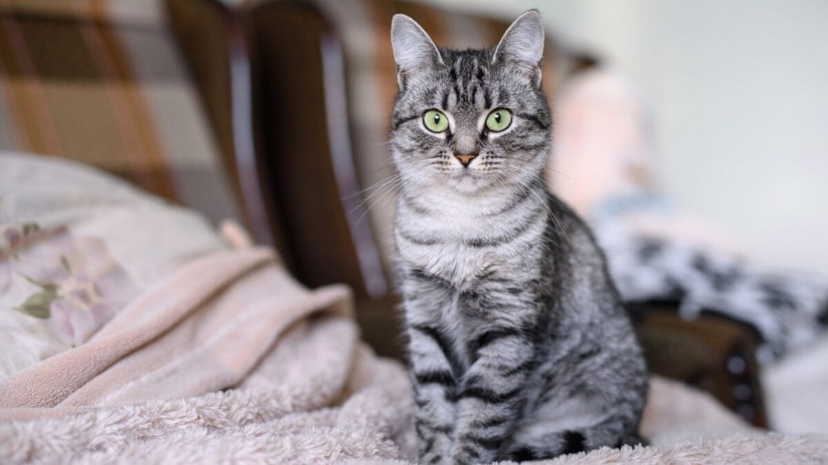 12 Black-Colored Cats Breaking Superstitions 7 12 Black-Colored Cats Breaking Superstitions - american short hair ss757090444