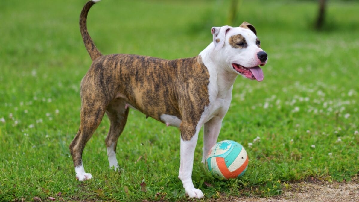 10 Things About American Staffordshire Terriers You Probably Didn't Know 4 10 Things About American Staffordshire Terriers You Probably Didn't Know - american terrier dog ball dp383717944