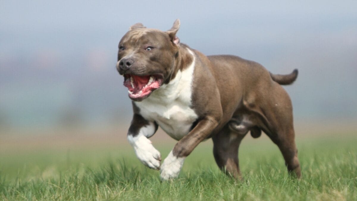10 Things About American Staffordshire Terriers You Probably Didn't Know 7 10 Things About American Staffordshire Terriers You Probably Didn't Know - american terrier dog running dp37678165