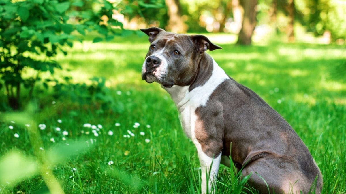 10 Things About American Staffordshire Terriers You Probably Didn't Know 9 10 Things About American Staffordshire Terriers You Probably Didn't Know - american terrier dog sitting grass dp664077942