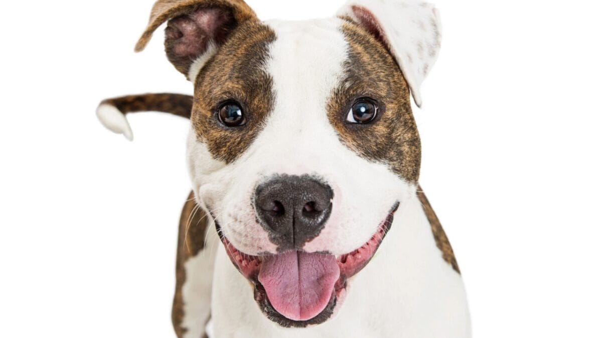 10 Things About American Staffordshire Terriers You Probably Didn't Know 8 10 Things About American Staffordshire Terriers You Probably Didn't Know - american terrier dog smiling dp157022510