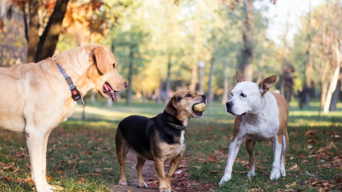 10 Things About American Staffordshire Terriers You Probably Didn't Know 11 10 Things About American Staffordshire Terriers You Probably Didn't Know - american terrier dog social dp576352098