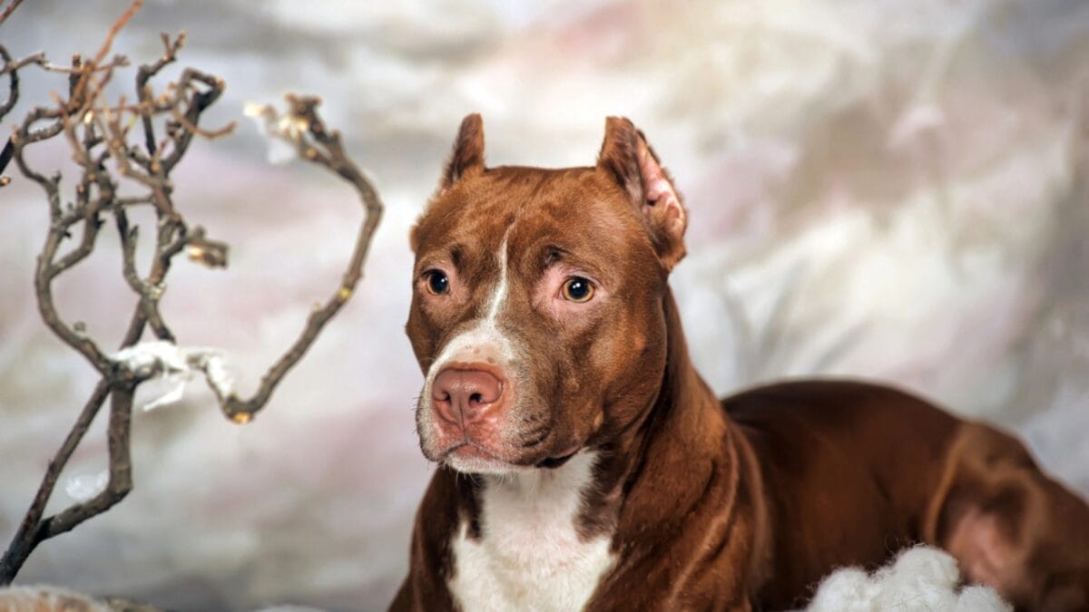 10 Things About American Staffordshire Terriers You Probably Didn't Know 2 10 Things About American Staffordshire Terriers You Probably Didn't Know - american terrier dog studio portrait dp37753253