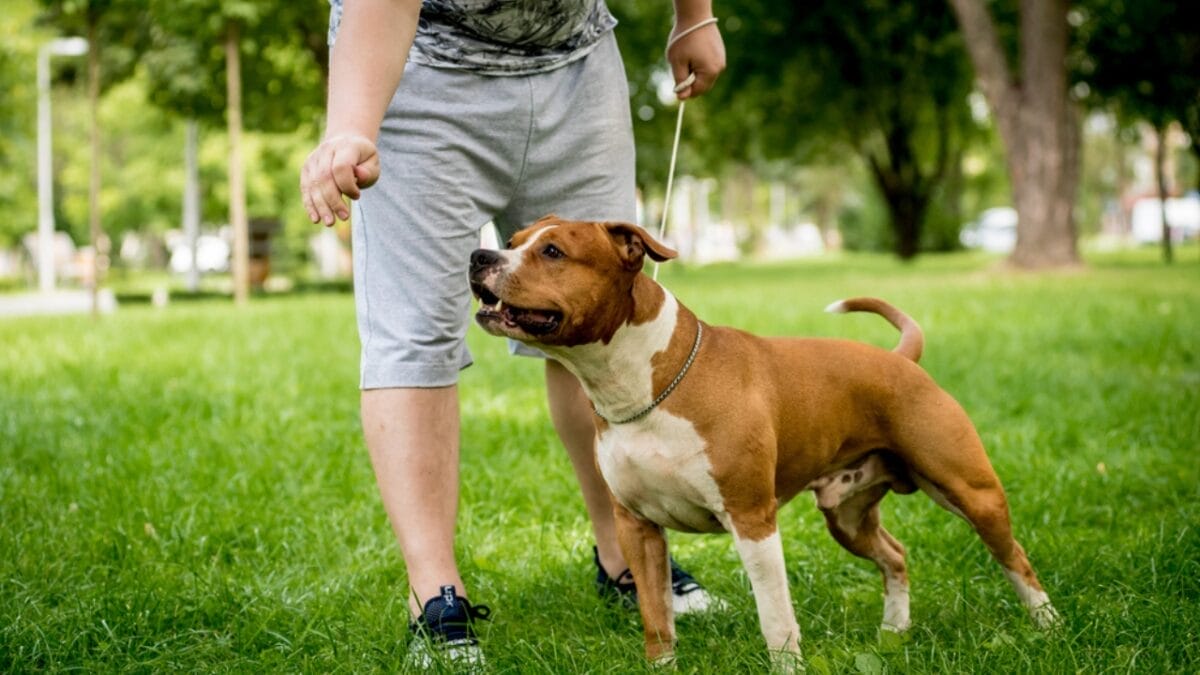 10 Things About American Staffordshire Terriers You Probably Didn't Know 10 10 Things About American Staffordshire Terriers You Probably Didn't Know - american terrier dog training dp411138236