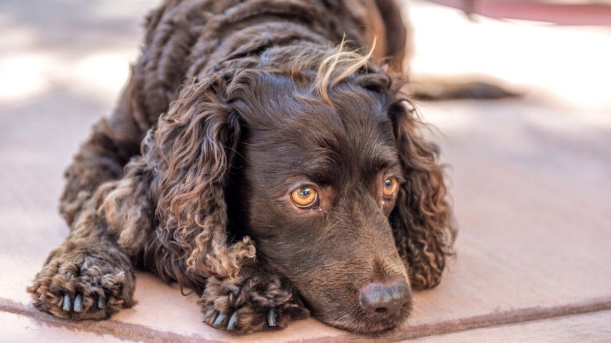 15 American Dog Breeds Born & Bred in the USA: The Underdogs - american water spaniel ss536236036