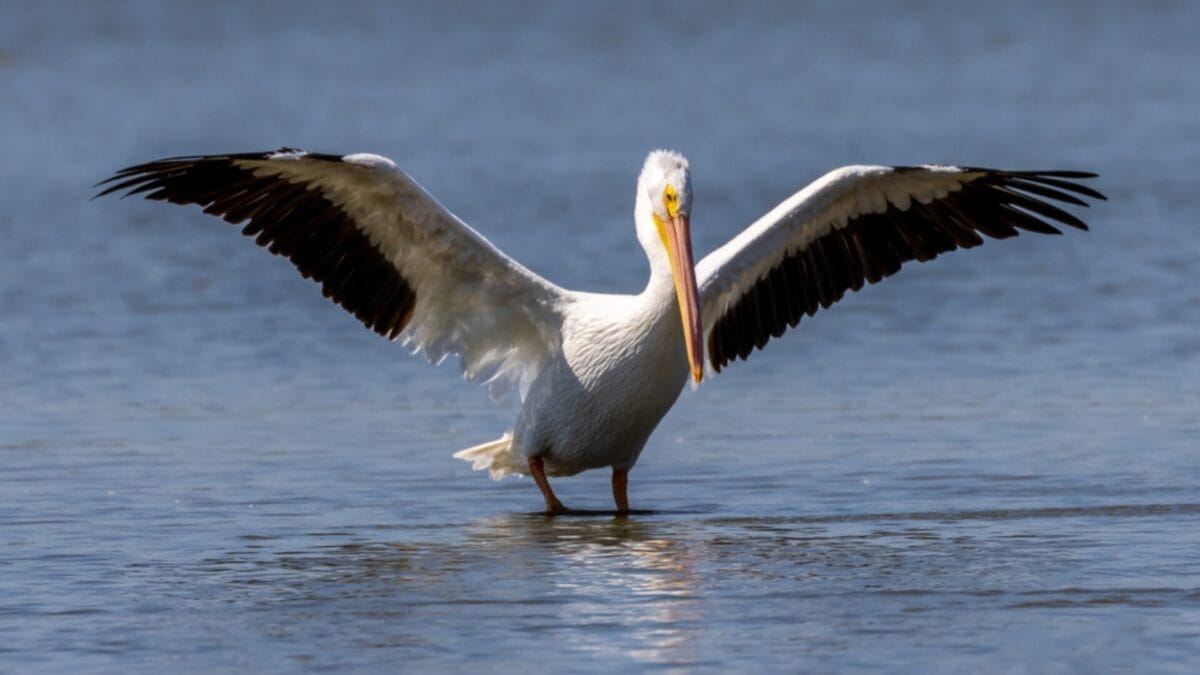 12 Unusual Birds with White Colored Heads & How to Tell Them Apart - american white pelican ss1829854943