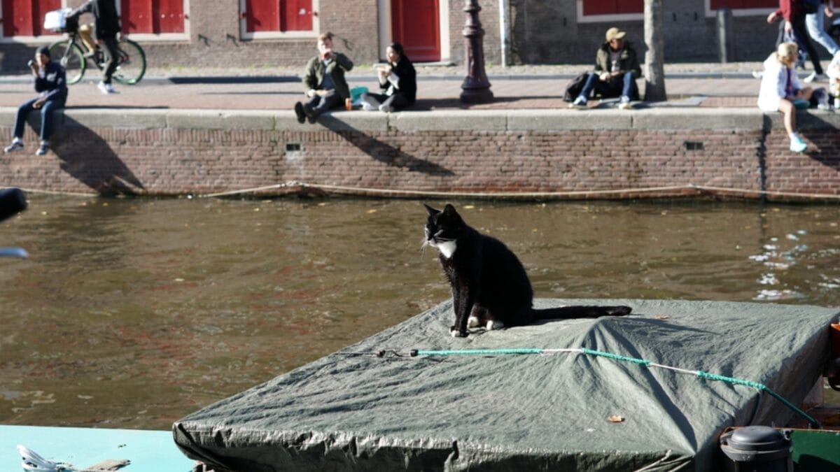 10 Cat-Friendly Cities Around the World 3 10 Cat-Friendly Cities Around the World - amsterdam with cat ss2266120419