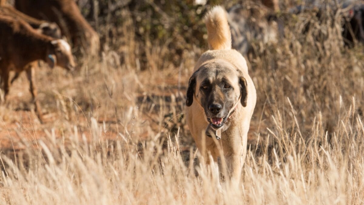 10 Facts about Anatolian Shepherd Dogs Not a Lot of People Know About 6 10 Facts about Anatolian Shepherd Dogs Not a Lot of People Know About - anatolian dog hunting dp106641676