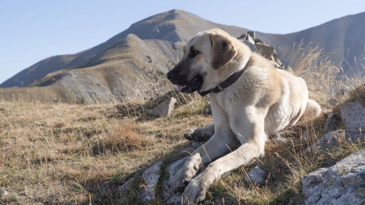 10 Facts about Anatolian Shepherd Dogs Not a Lot of People Know About - anatolian dog mountain dp308560506