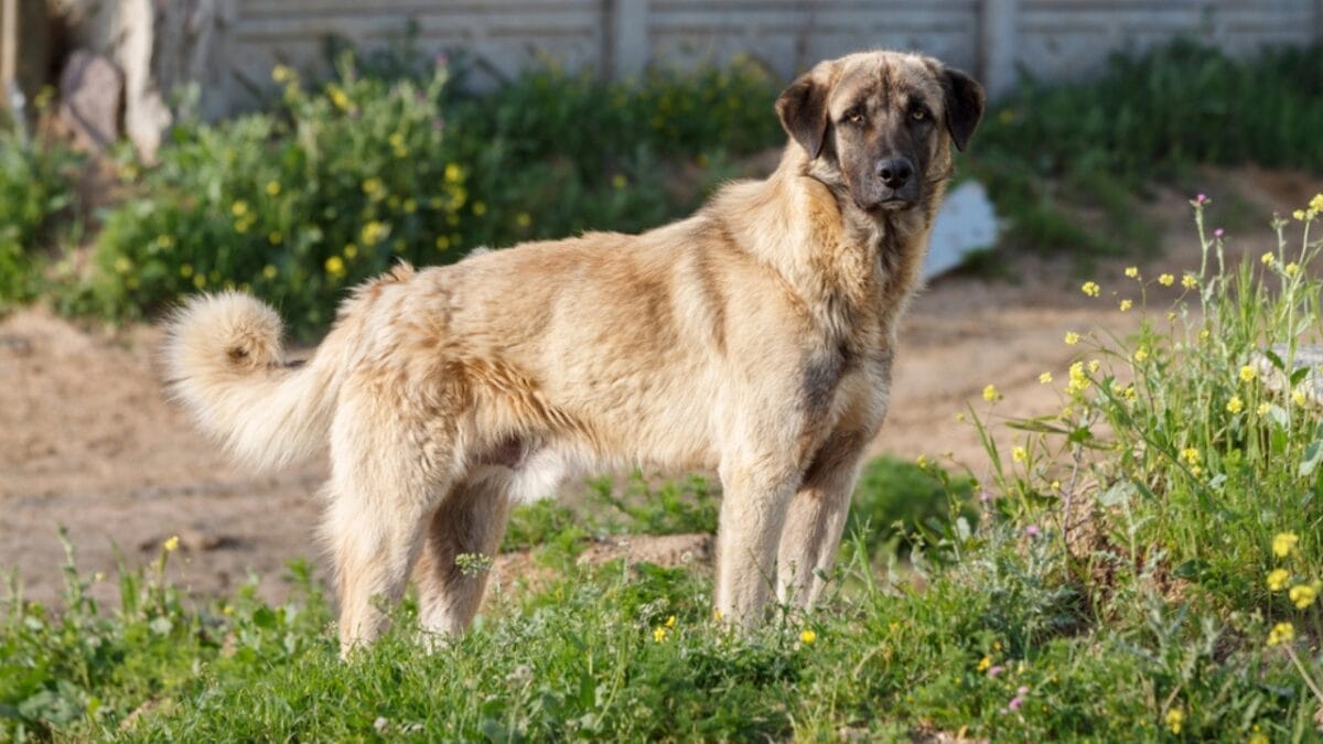 10 Facts about Anatolian Shepherd Dogs Not a Lot of People Know About - anatolian dog on grass dp95084358