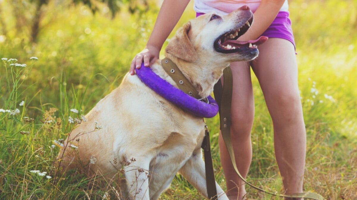 10 Facts about Anatolian Shepherd Dogs Not a Lot of People Know About - anatolian dog playing dp225466434