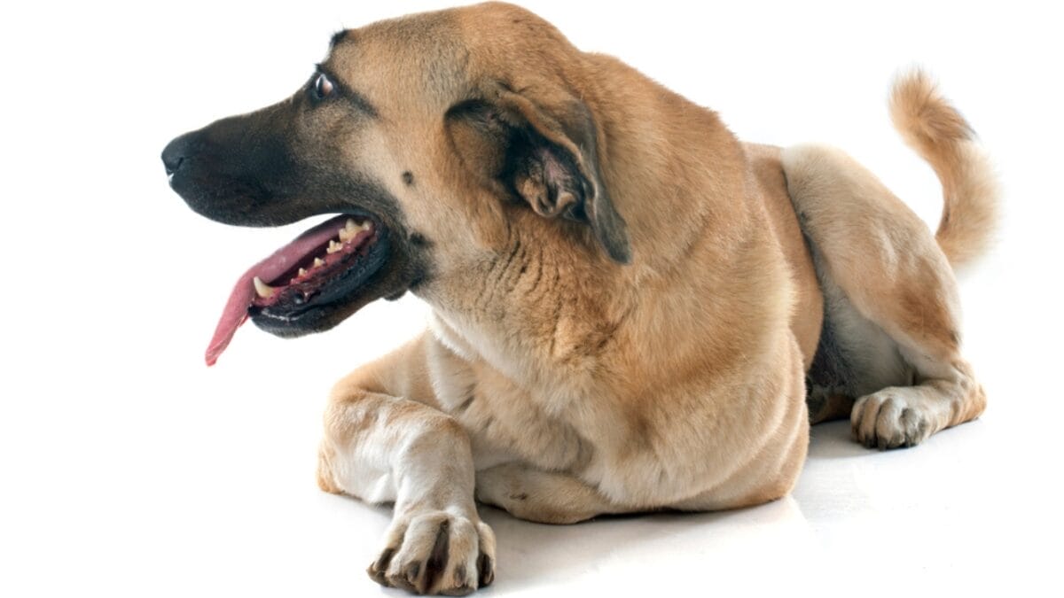 10 Facts about Anatolian Shepherd Dogs Not a Lot of People Know About 8 10 Facts about Anatolian Shepherd Dogs Not a Lot of People Know About - anatolian dog side tongue dp88692264