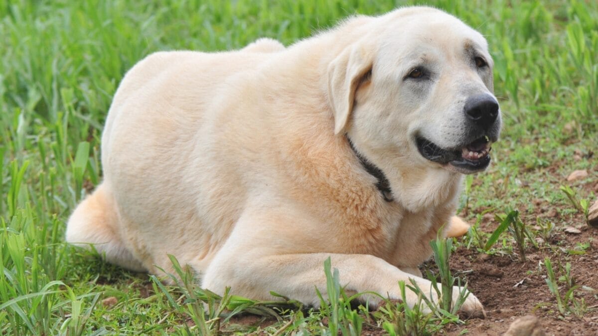 10 Facts about Anatolian Shepherd Dogs Not a Lot of People Know About 9 10 Facts about Anatolian Shepherd Dogs Not a Lot of People Know About - anatolian dog sitting smiling dp50633691