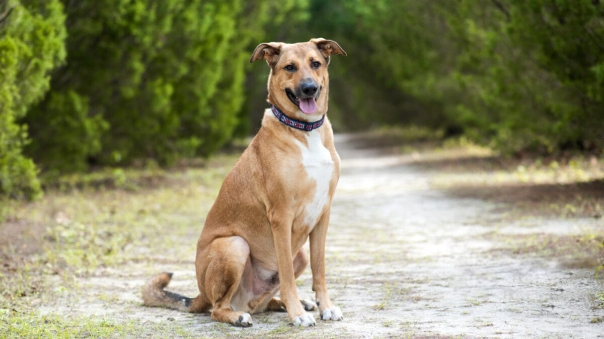 10 Facts about Anatolian Shepherd Dogs Not a Lot of People Know About - anatolian dog sitting trees dp332970618