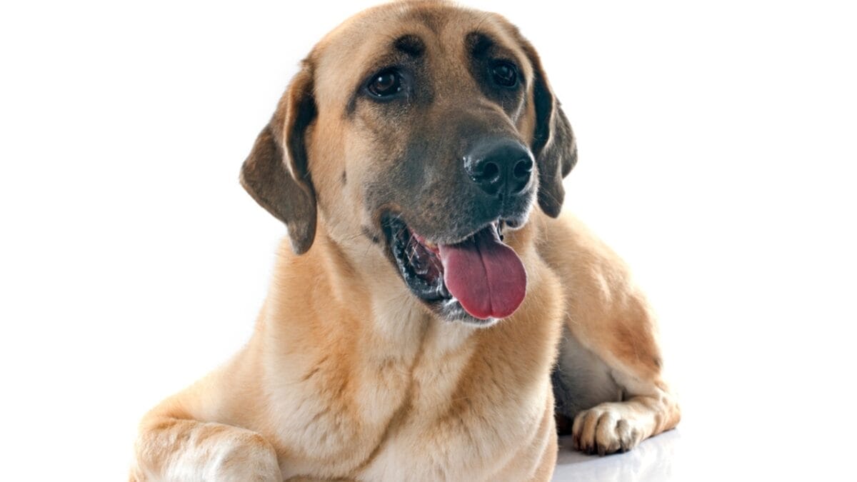 10 Facts about Anatolian Shepherd Dogs Not a Lot of People Know About - anatolian dog sitting white dp88691360