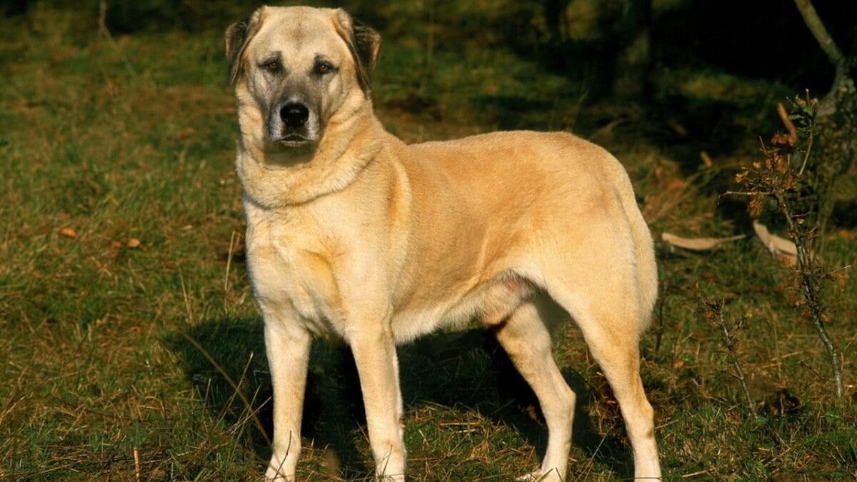 10 Best Dog Breeds That Excel at Protecting Against Mountain Lions 10 10 Best Dog Breeds That Excel at Protecting Against Mountain Lions - anatolian dog standing dp350779004