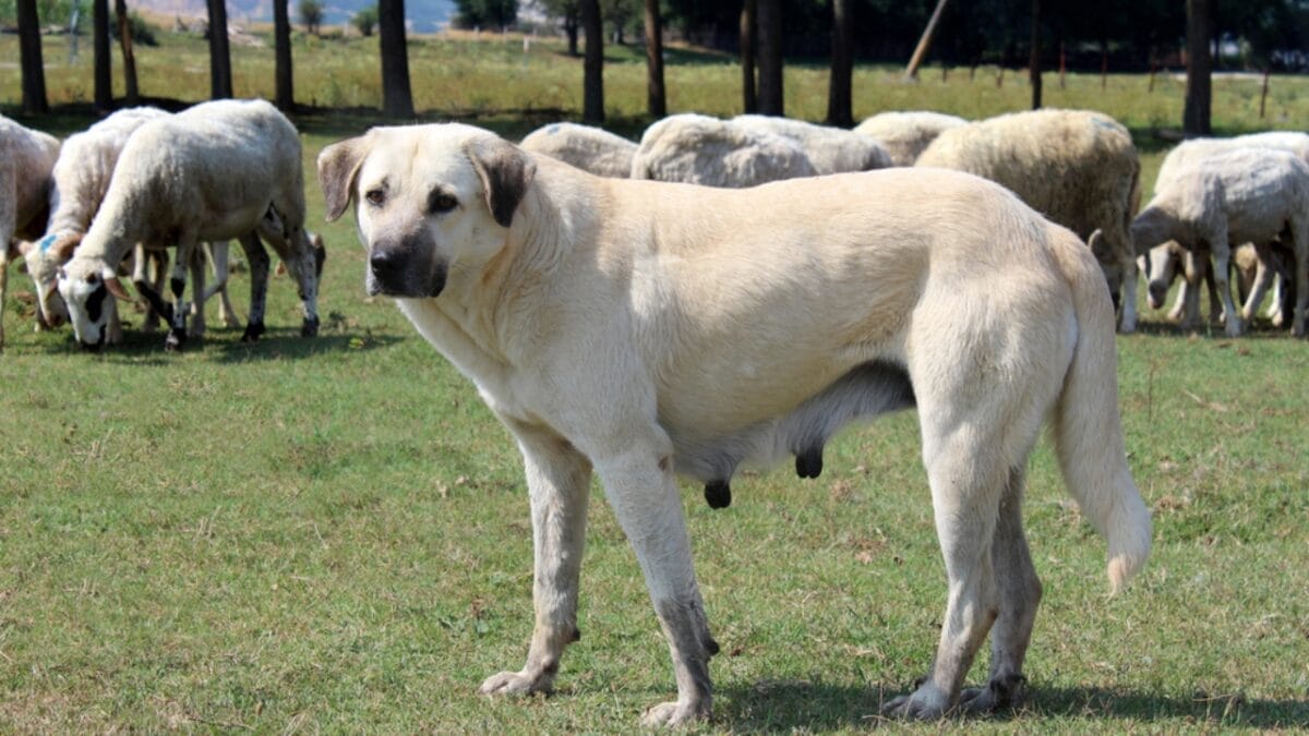 10 Facts about Anatolian Shepherd Dogs Not a Lot of People Know About 10 10 Facts about Anatolian Shepherd Dogs Not a Lot of People Know About - anatolian dog working dp13862824