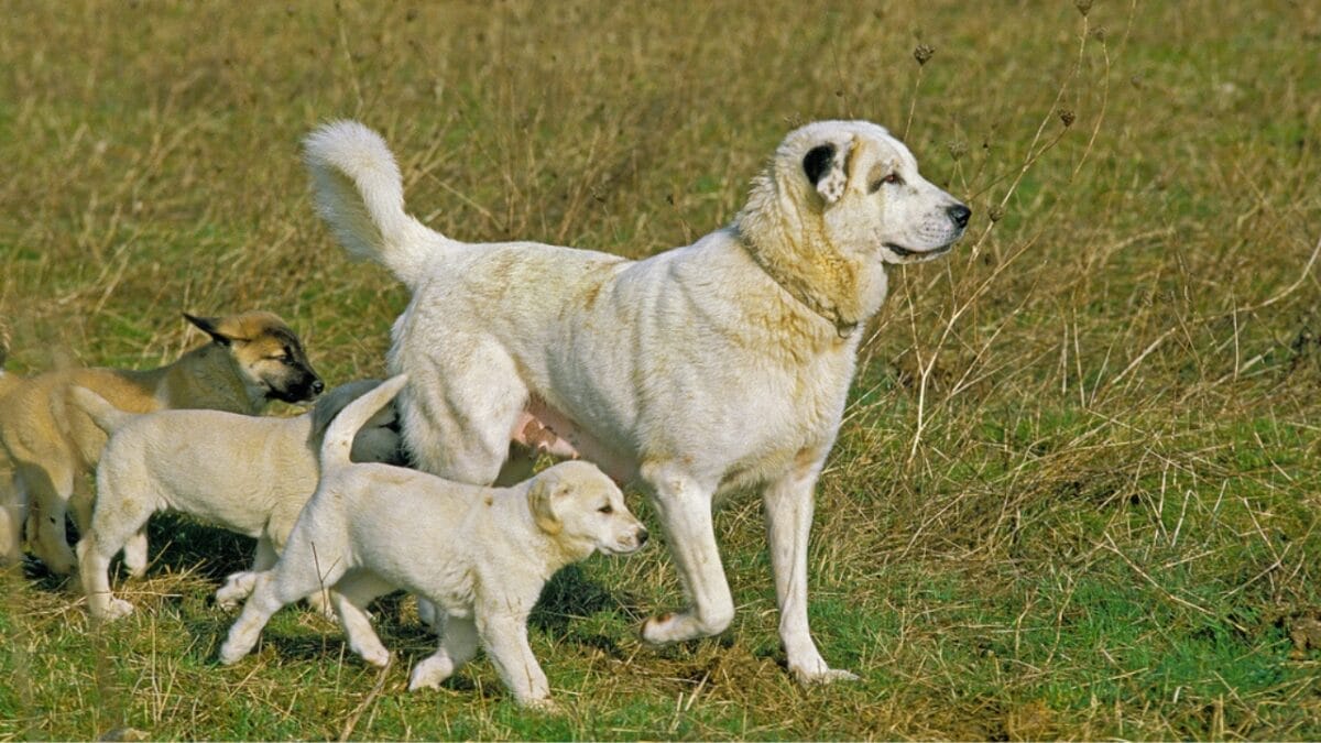 10 Facts about Anatolian Shepherd Dogs Not a Lot of People Know About 7 10 Facts about Anatolian Shepherd Dogs Not a Lot of People Know About - anatolian dogs with puppy dp336333898