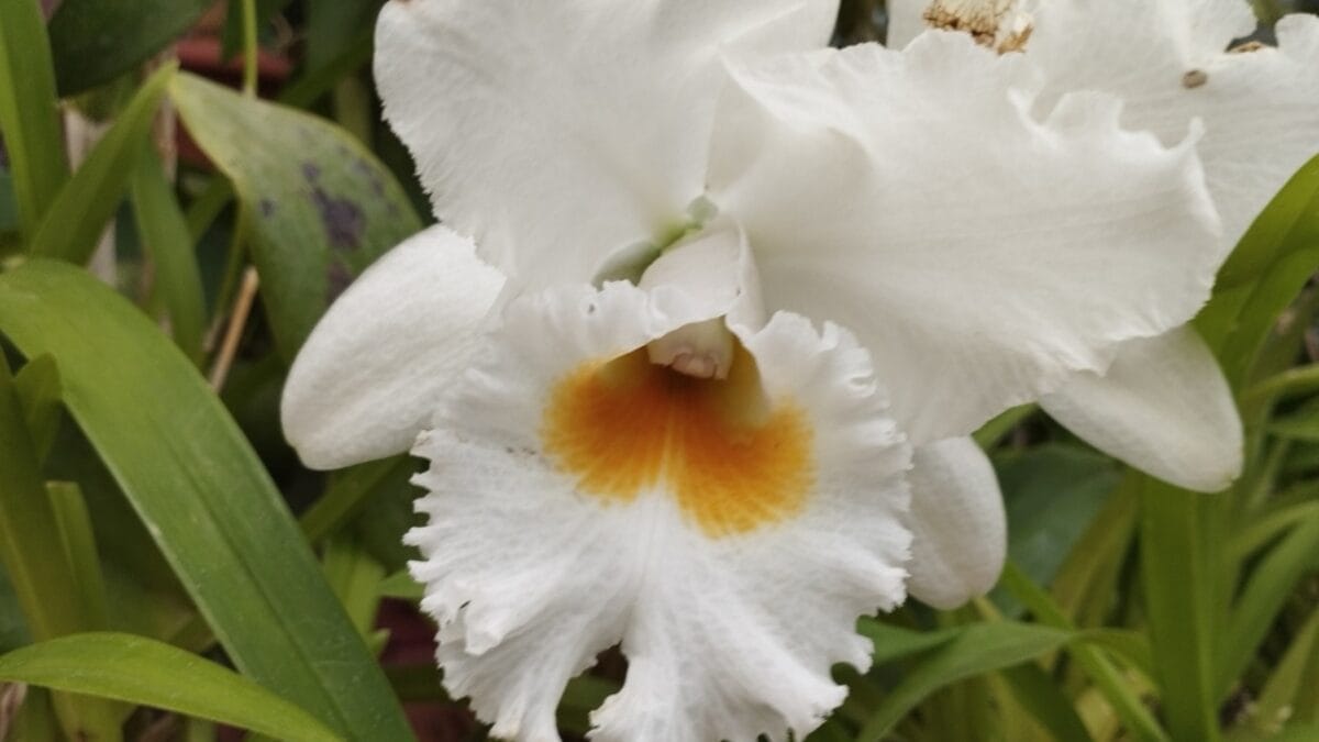 15 Bizarre Plants That Look Like They Belong in a Zoo 11 15 Bizarre Plants That Look Like They Belong in a Zoo - angel orchid ss2322355477