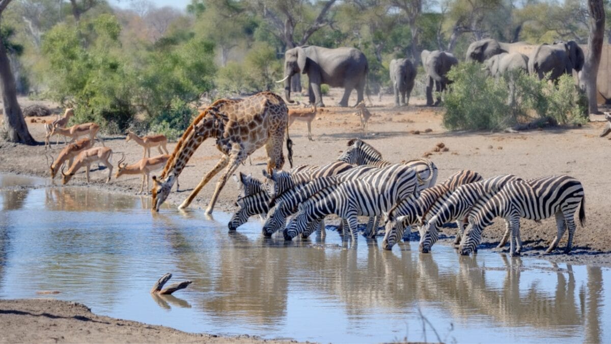 'Super Predator': The Animal in Africa That Even Lions Fear - animals in waterholes ss780476683