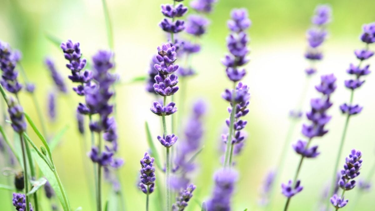 12 Soul-Soothing Lavender Varieties For Your Garden 13 12 Soul-Soothing Lavender Varieties For Your Garden - anouk lavender flowers dp77622530
