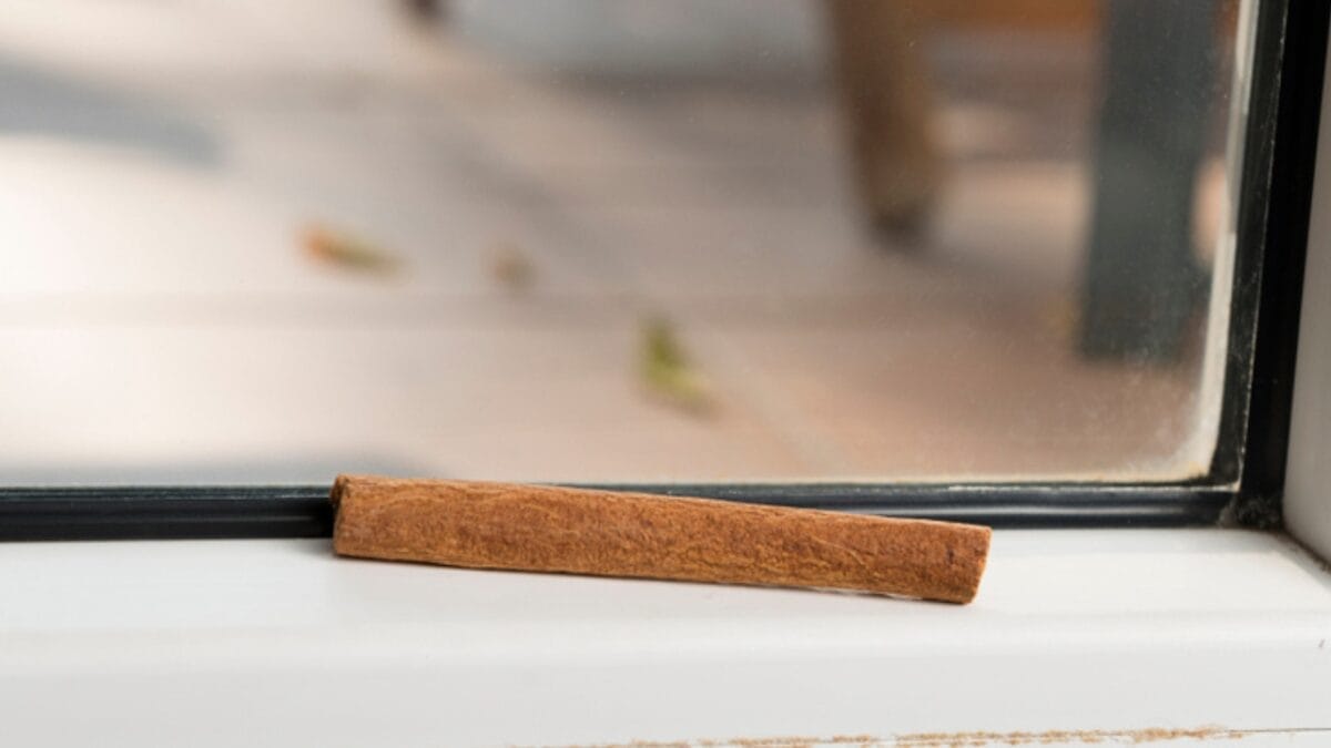 10 Ways to Keep Ants Away From Your Hummingbird Feeders 8 10 Ways to Keep Ants Away From Your Hummingbird Feeders - ant repellant barrier feeder ss1546273775