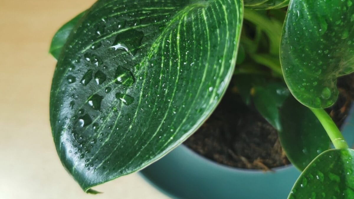 11 Unexpected Ways Vinegar Can Be Beneficial To Your Garden 10 11 Unexpected Ways Vinegar Can Be Beneficial To Your Garden - antifungal wash dp663793076