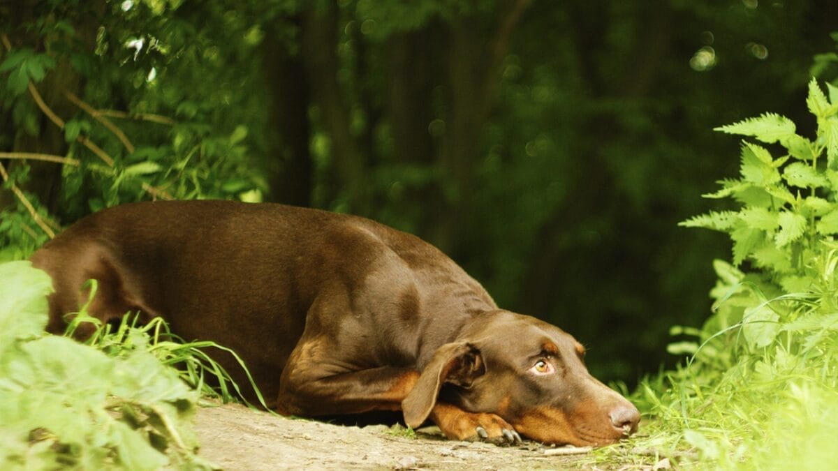Doberman Debate: 5 Pros & Cons To Help You Decide If This Breed Is Right For You 9 Doberman Debate: 5 Pros & Cons To Help You Decide If This Breed Is Right For You - anxiety doberman ss193916810