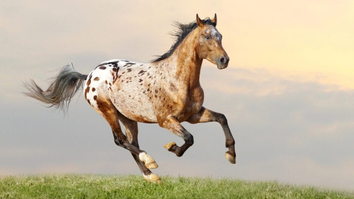 15 Top Racing Horse Breeds That Redefine Track Dominance 7 15 Top Racing Horse Breeds That Redefine Track Dominance - appaloosa horse running dp39898281