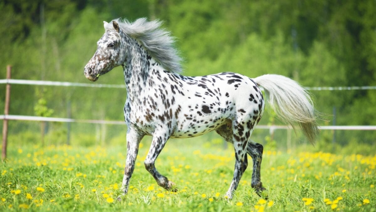 A Closer Look at Horse Colors: From Uncommon Shades to Everyday Favorites - appaloosa ss163789649